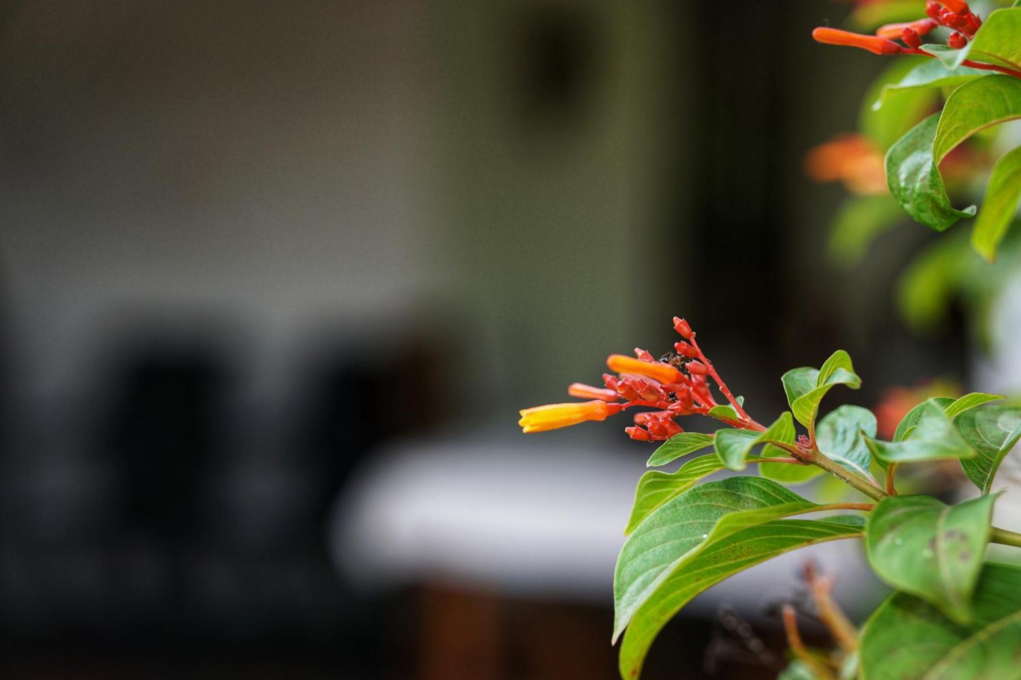 Sashini Homestay Sigiriya Eksteriør billede